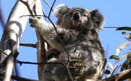 Australia đối mặt rủi ro môi trường nghiêm trọng