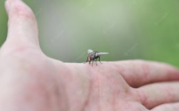 Bạn không thể bắt ruồi bằng tay không, bởi chúng sống ở một tần số quét cao hơn loài người