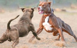 Mỹ: Bảy con chó Pitbull cắn chết người, chủ chó bị bắt