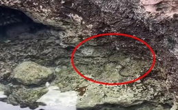 Clip rắn xuất hiện tại hồ Bánh Xe trên đảo Phú Quý khiến nhiều người lo lắng