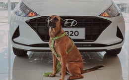 Hyundai tuyển chó làm nhân viên, đặt tên là Tucson và hút khách chưa từng thấy