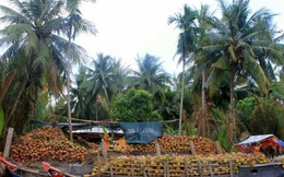 “Giải cứu” trái dừa khô đang ế ẩm tại "thủ phủ"