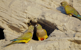 Cận cảnh đàn vẹt sặc sỡ màu sắc sống trong vách đá đổ nát Patagonia