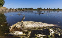 Cháy rừng lan rộng, cá chết hàng loạt trong bối cảnh hạn hán nghiêm trọng ở châu Âu