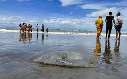 Hàng trăm con sứa khổng lồ chết bí ẩn dạt vào bờ biển Bangladesh