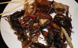 Hãng hàng không Nhật Bản phục vụ đồ ăn chế biến từ côn trùng