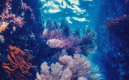 Chiêm ngưỡng san hô tuyệt đẹp dưới đáy biển Việt Nam