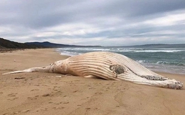 Cá voi lưng gù trắng cực hiếm chết dạt vào bãi biển Australia