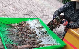 Thận trọng khi mua tôm hùm giá siêu rẻ bán vỉa hè