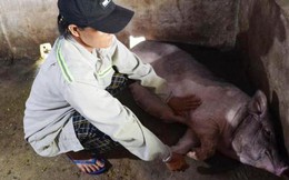 Quảng Ngãi: Lợn chết hàng loạt sau khi tiêm vắc-xin
