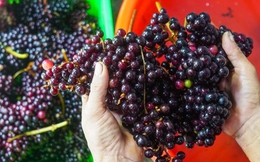 Loại quả mọc đầy rừng không ai hái, đem ngâm rượu thành đặc sản Côn Đảo