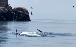 Thêm đàn cá voi khoảng 7 con xuất hiện ở ven biển Đề Gi, Bình Định