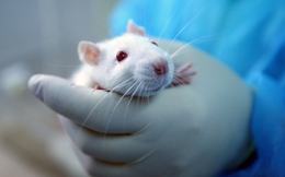 Đột phá: Phôi chuột tổng hợp đầu tiên được tạo ra không từ tinh trùng, trứng hoặc tử cung