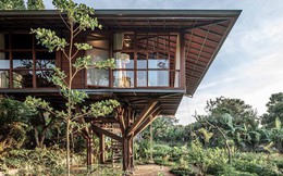 Ngôi nhà gỗ hình cái cây độc đáo ở Bali