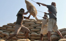 Nước xuất khẩu gạo lớn nhất thế giới "ra tay", giá gạo quốc tế sẽ tăng?