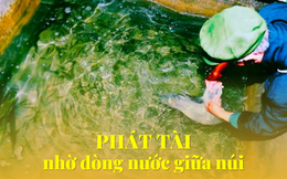 Lão nông xẻ núi tìm “vàng sống" bị chê cười, 15 năm sau tiền về không ngớt