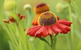 11 loại hoa nên trồng ở khu vườn nhà bạn trong mùa thu