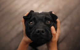 Nghiên cứu khẳng định loài chó biết khóc vì cảm xúc