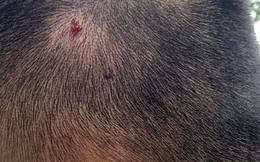 Xôn xao clip thầy giáo dùng thước, mũ bảo hiểm đánh 2 học sinh