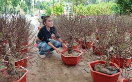 Nhà vườn gánh chi phí hàng trăm triệu để bán hoa Tết