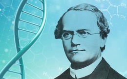 Khai quật hài cốt 'cha đẻ' ngành di truyền học Mendel