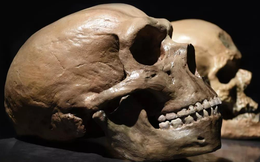 40.000 năm trước, một loài khác cũng tiến hóa cao như chúng ta