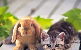 Vì sao năm Mão của Việt Nam là mèo, ở Trung Quốc, Hàn Quốc là thỏ?