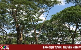 Việt Nam có thể thu về hàng nghìn tỷ đồng nhờ xuất khẩu tín chỉ carbon