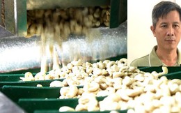 Bắt giam giám đốc nhập 23.400 tấn hạt điều nguyên liệu nhưng không tái xuất