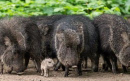 Vì sao lợn rừng lông kim được coi là loài động vật có vú đặc biệt nhất trên Trái Đất?