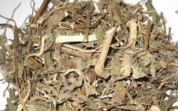 Tự ý uống thuốc nam chữa sỏi thận, người phụ nữ hoại tử toàn thân