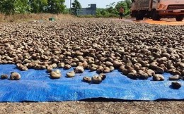 Được báo Nhật gọi là 'vua xuất khẩu', Việt Nam vẫn đổ tiền mua mặt hàng này từ châu Phi: nhập khẩu tăng 3 chữ số, sản lượng 10 tháng vượt cả năm 2022