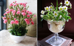 9 loại hoa trồng trong chậu cực đẹp vào mùa xuân