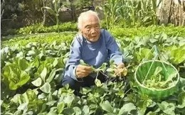 Cụ bà 102 tuổi nội tạng khỏe như người tuổi 30 nhờ ăn 1 loại thực phẩm có giá rẻ bèo: Ích thận, bổ gan, tim cũng khỏe mạnh hơn nếu dùng thường xuyên