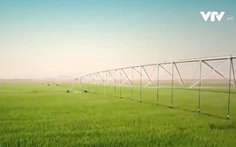 Biến sa mạc thành trang trại trồng lúa mì