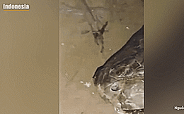 Clip nín thở với người đàn ông cố thu phục trăn khủng