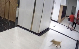 Củng cố hồ sơ vụ người cha bị hành hung vì bảo vệ con khỏi chó không rọ mõm