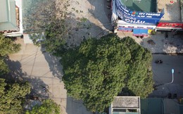 Kỳ lạ hai cây cổ thụ án ngữ ngã tư ở Thanh Hóa