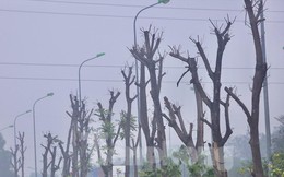 Thông tin mới vụ hàng trăm cây xanh chết khô ở Đại lộ Thăng Long