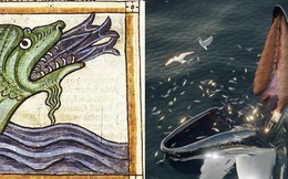 Quái vật biển đáng sợ 'hafgufa' trong các bản thảo Bắc Âu thời trung cổ thực chất là cá voi