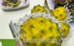 Lạ mắt thanh long vàng độc lạ, giá đắt gấp 15 lần loại thường