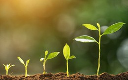 Công ty tự nhận kinh doanh ngành nhạy cảm tăng trưởng hơn 30%, vượt kế hoạch 140%