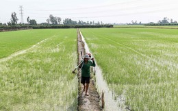 Chuyên gia cảnh báo điều nguy hiểm đe dọa vựa lúa của thế giới: Ấn Độ, Thái Lan và Việt Nam