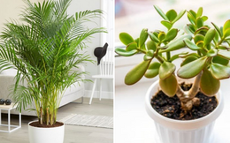 5 loại cây được ví như máy làm mát không khí, giảm nhiệt cực hiệu quả vào những ngày nắng nóng