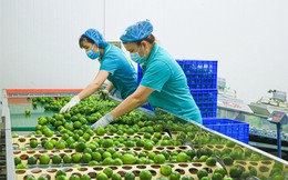 Loại quả của Việt Nam nhiều vô kể nhưng được ví như "vàng xanh" tại New Zealand, giá gần 1 triệu đồng/kg