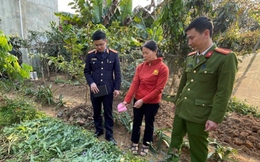 Phát hiện hơn 500 cây cần sa trong vườn 2 hộ dân tại Hải Phòng