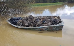 Kinh dị khung cảnh hàng nghìn con chim nổi lềnh bềnh trên sông: "Thủ phủ" ngành sữa của New Zealand bị tàn phá nghiêm trọng