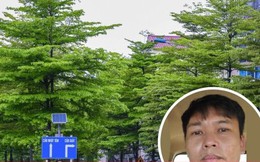 Hàng nghìn cây xanh nhập lậu từ Trung Quốc, được 'thổi giá' trồng ở Hà Nội