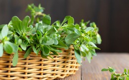 Loại rau ví như nhân sâm, mọc dại khắp nơi: Thế giới dùng nhiều, người Việt chẳng ăn