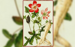 Hãy "tạm quên" nhân sâm Hàn Quốc để chiêm ngưỡng Đại Việt đệ nhất danh sâm: Loại sản vật dâng vua, tiến chúa giá trị bậc nhất của Việt Nam